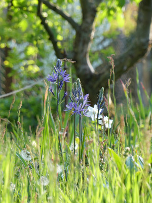 2020-05-07 Camassia.jpg