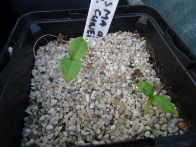 Meliosma dilleniifolia subsp. cuneifolia Germination May 2020.JPG