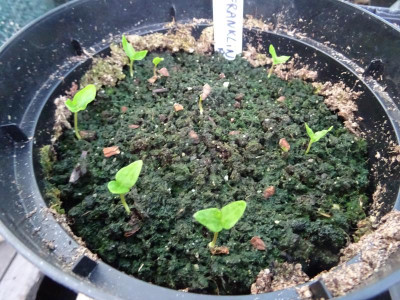 Franklinia alatamaha Germination Mai 2020.JPG