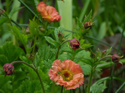 Geum chiloense 'Mai Tai' 2020-05-03 (4).JPG