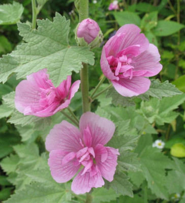 IMG_2356d.jpg_Malva_hybr._Park_Rondell.jpg