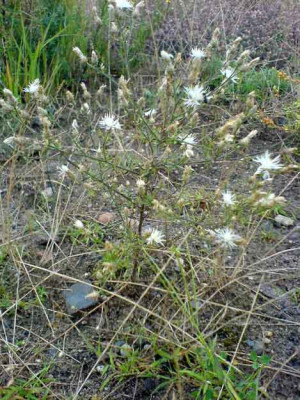 1Centaurea-diffusa_130807.jpg