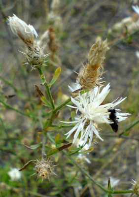 2Centaurea-diffusa_130807.jpg