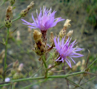 2violetteCentaurea_130807.jpg