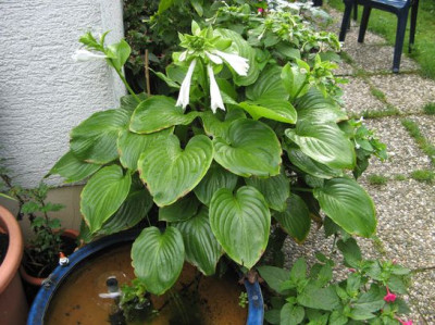 Hosta-bluhend1.jpg