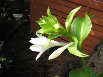 Hosta-bluhend2.jpg