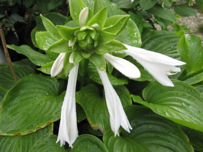 Hosta-bluhend3.jpg