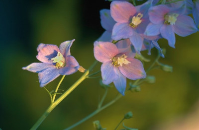 Delphinium__1_13-08-2007.jpg