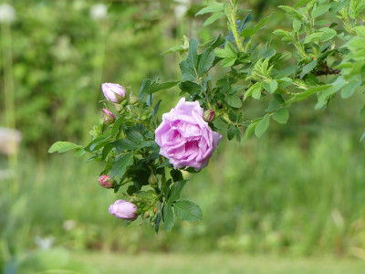 2020-05-24 Rosen 'Wasagaming'.jpg