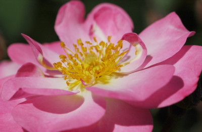 Rosa_Fleurette_1_05-08-2007.jpg