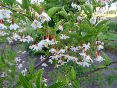 Styrax japonicus Mai 2020.JPG