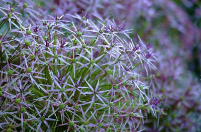 Allium_1_10-06-2007.jpg