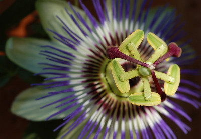 Passiflora--240807.jpg