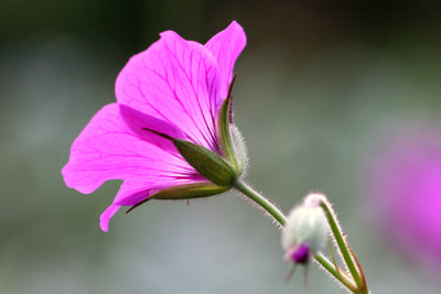 Geranium-psilostemon-Samlin.jpg