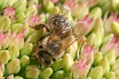 Biene-auf-Sedum.jpg