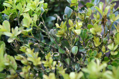 Buxus-krank.jpg