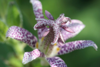 Tricyrtis_-_.jpg