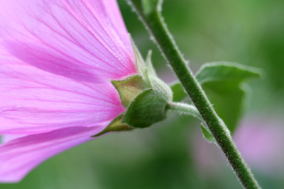 Lavatera-oblia-Versuch-1.jpg