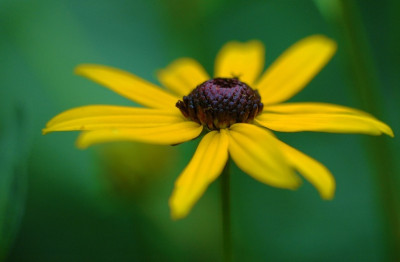 Rudbeckia_2_25-08-2007.jpg