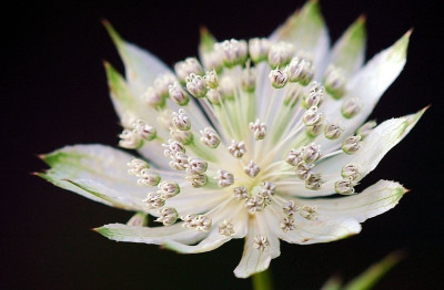 Astrantia_Princesse_Sturdza_1_25-08-2007.jpg