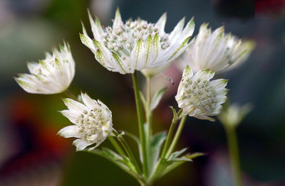 Astrantia_Princesse_Sturdza_2_25-08-2007.jpg