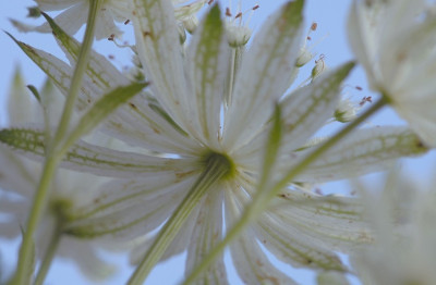 Astrantia_Princesse_Sturdza_3_25-08-2007.jpg