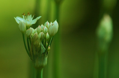 Allium_X_1_26-08-2007.jpg