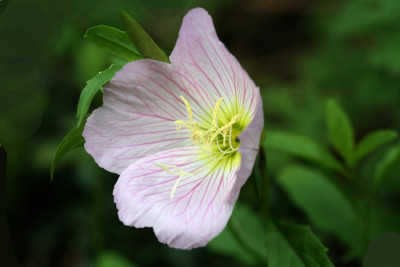 Oenothera-speciosa.jpg