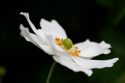 St_Anemone2040907.jpg