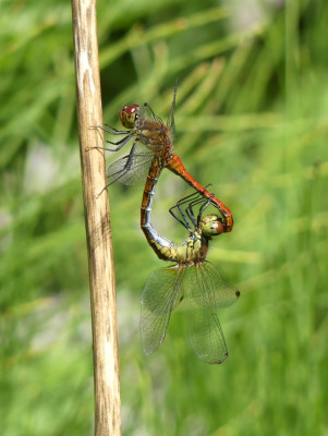 2020-07-14 Libellen 1.jpg