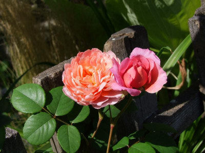 Eisvogel-rose.JPG