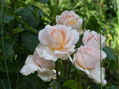 2020-07-26 Rosen 'Andre le Notre' 1.jpg