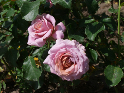 Simply-Gorgeous-Rose.JPG