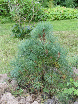 2020-07-26 Pinus jeffreyii 'Joppi'.jpg