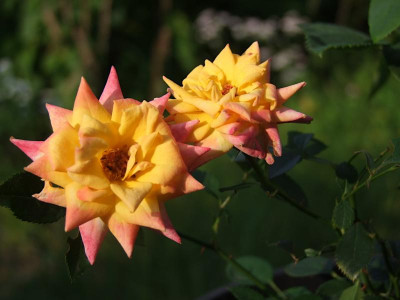 amber-sunset-rose.JPG