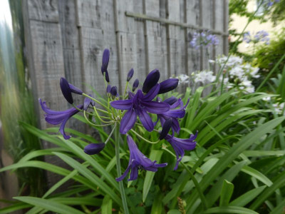 Agapanthus 'Indigo Dreams' 200729 k.jpg