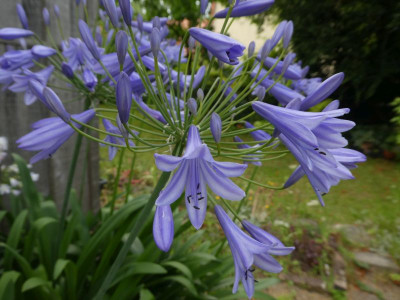 Agapanthus Sämling 1 k.jpg