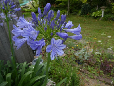 Agapanthus Sämling 2 k.jpg