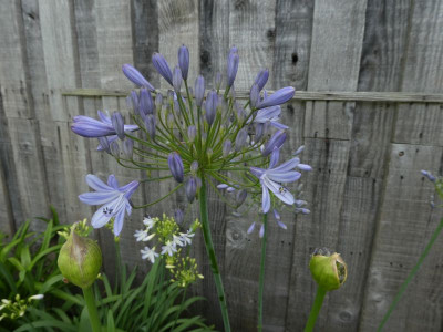 Agapanthus Sämling hell k.jpg