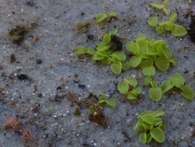 Pinguicula Drosera.jpg