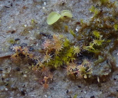 Drosera und Pinguicula.jpg