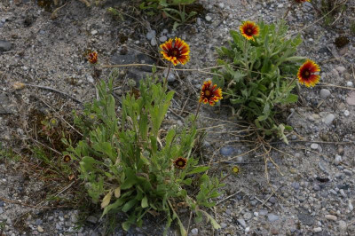 Gaillardia aristata.jpg