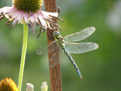 2020-08-29 Libelle 'Mosaikjungfer.jpg