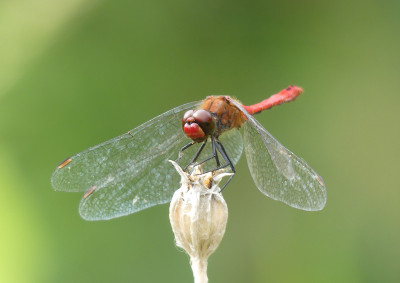 2020-08-29 Rote Heidelibelle 1.jpg