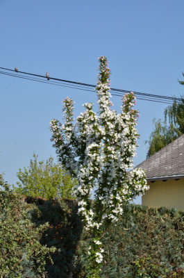 Malus-Ardirondack-20-1.JPG