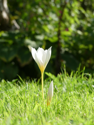 2020-09-04 Crocus speciosus 'Albus' 1.jpg