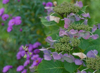 Hydrangea_Blaumeise_September_363-klein.jpg