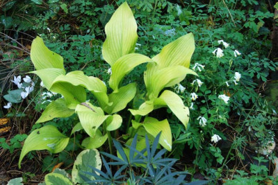 Hosta-mit-C-ochro-u-Cyclamen.jpg