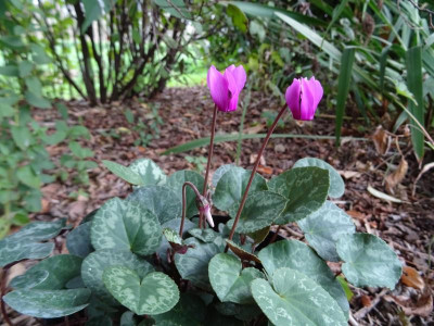 Cyclamen purpurascens September 2020.JPG