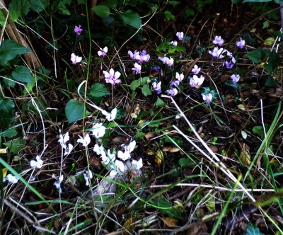 Lysander white and pink.jpg